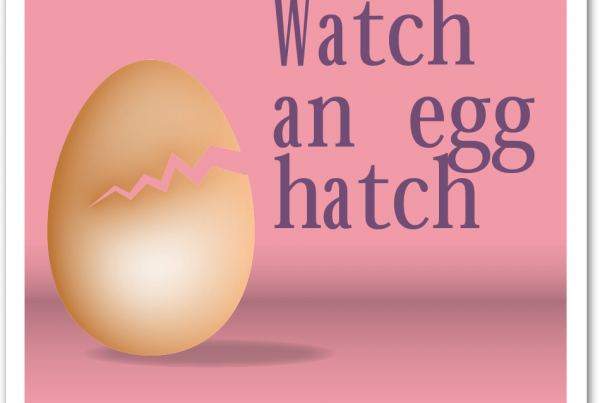 54_EggHatch_box