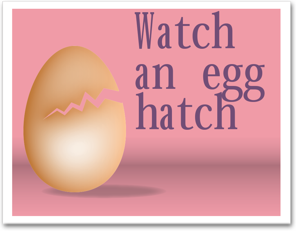 54_EggHatch_box