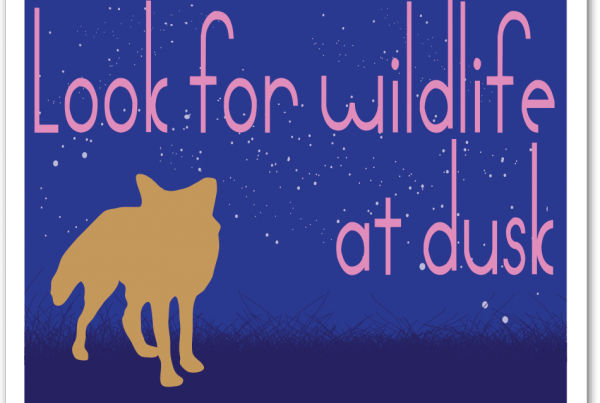 63_wildlife_dusk_box
